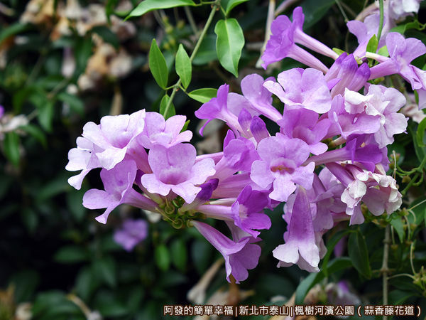 楓樹河濱公園11-蒜香藤.JPG