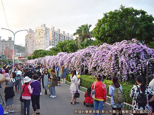 2020楓樹河濱公園05-〝蒜香藤花道〞約兩百公尺長.JPG