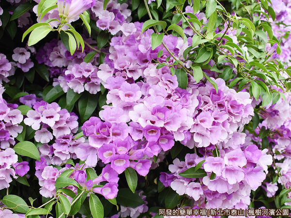 楓樹河濱公園15-蒜香藤花語:互相思念.JPG
