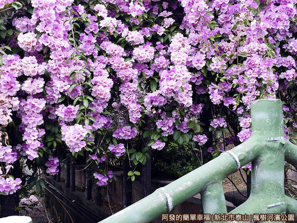 楓樹河濱公園11-蒜香藤如藤蔓般垂下.JPG