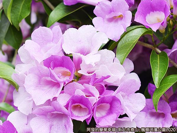 2020楓樹河濱公園08-蒜香藤特寫花如其名,散發著淡淡如蒜般的芳香~.JPG