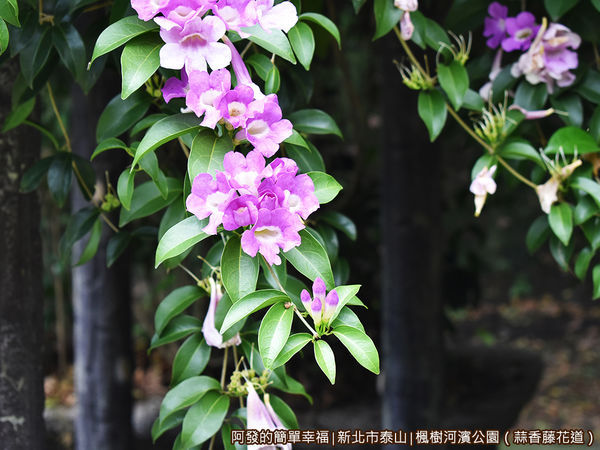 楓樹河濱公園15-蒜香藤如藤蔓般垂下.JPG