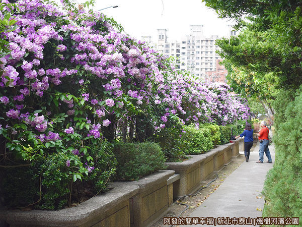 楓樹河濱公園16-〝蒜香藤花海瀑布〞背面的小走道.JPG