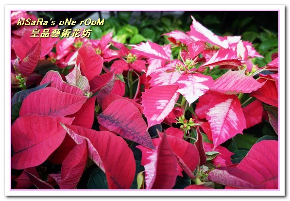 皇品藝術花坊(許皓鈞老師):台中花藝.認真又具巧手美感的花藝大師──皇品藝術花坊.許皓鈞老師