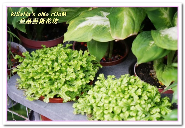 皇品藝術花坊(許皓鈞老師):台中花藝.認真又具巧手美感的花藝大師──皇品藝術花坊.許皓鈞老師