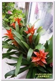 皇品藝術花坊(許皓鈞老師):台中花藝.認真又具巧手美感的花藝大師──皇品藝術花坊.許皓鈞老師