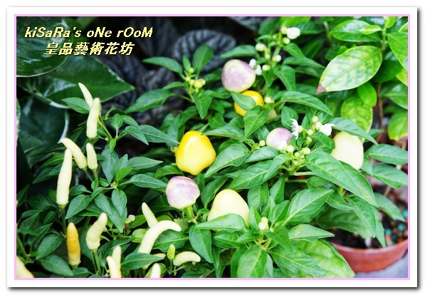 皇品藝術花坊(許皓鈞老師):台中花藝.認真又具巧手美感的花藝大師──皇品藝術花坊.許皓鈞老師