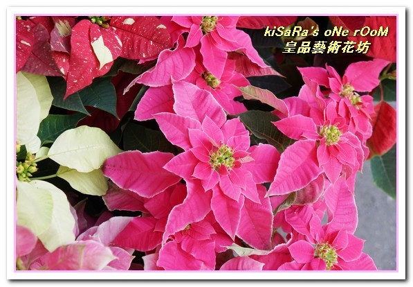 皇品藝術花坊(許皓鈞老師):台中花藝.認真又具巧手美感的花藝大師──皇品藝術花坊.許皓鈞老師