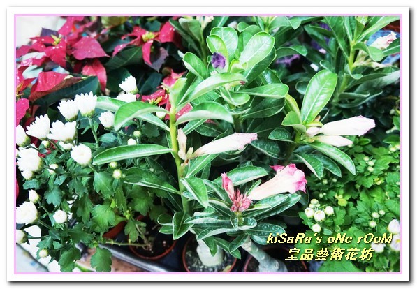 皇品藝術花坊(許皓鈞老師):台中花藝.認真又具巧手美感的花藝大師──皇品藝術花坊.許皓鈞老師