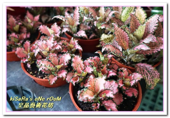 皇品藝術花坊(許皓鈞老師):台中花藝.認真又具巧手美感的花藝大師──皇品藝術花坊.許皓鈞老師