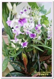 皇品藝術花坊(許皓鈞老師):台中花藝.認真又具巧手美感的花藝大師──皇品藝術花坊.許皓鈞老師