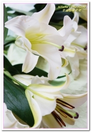 皇品藝術花坊(許皓鈞老師):台中花藝.認真又具巧手美感的花藝大師──皇品藝術花坊.許皓鈞老師