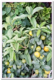 皇品藝術花坊(許皓鈞老師):台中花藝.認真又具巧手美感的花藝大師──皇品藝術花坊.許皓鈞老師