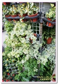 皇品藝術花坊(許皓鈞老師):台中花藝.認真又具巧手美感的花藝大師──皇品藝術花坊.許皓鈞老師