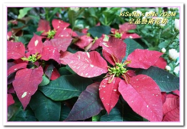 皇品藝術花坊(許皓鈞老師):台中花藝.認真又具巧手美感的花藝大師──皇品藝術花坊.許皓鈞老師