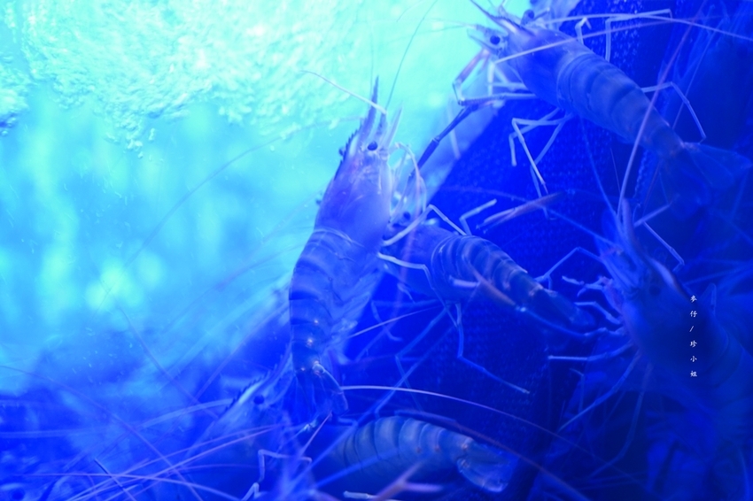 麥仔食-桃園｜一品活蝦桃園店｜台灣活蝦料理專賣 x 必點一品回味蝦、霸王蝦、胡椒蝦、脆皮雞｜團體聚餐首選｜桃園藝文中心美食