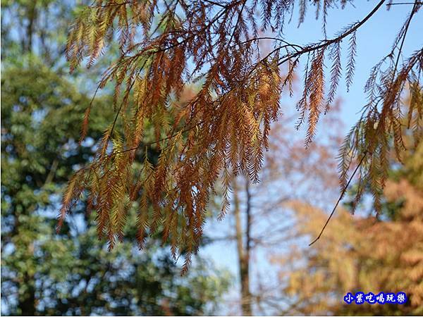 三星-搖搖洛克馬公園 (11).jpg