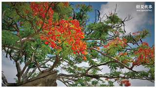 恆春樹夏飲事-5 恆春樹夏飲事-5