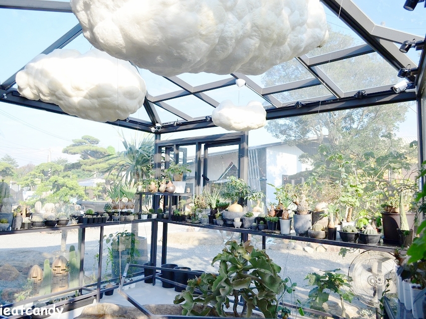 棉花糖雲朵圍繞的多肉植物環境，引進自然光線，享受愜意時光~