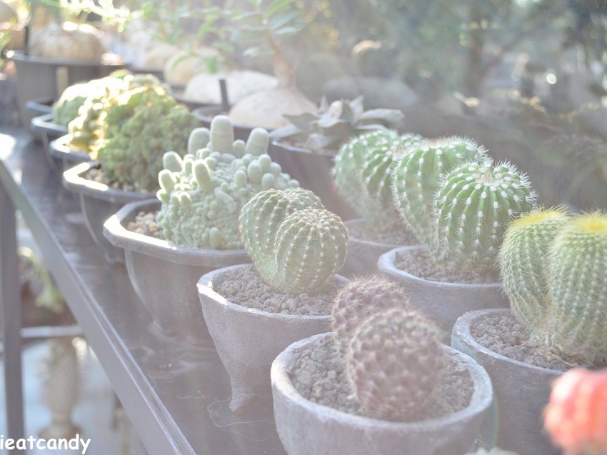 棉花糖雲朵圍繞的多肉植物環境，引進自然光線，享受愜意時光~