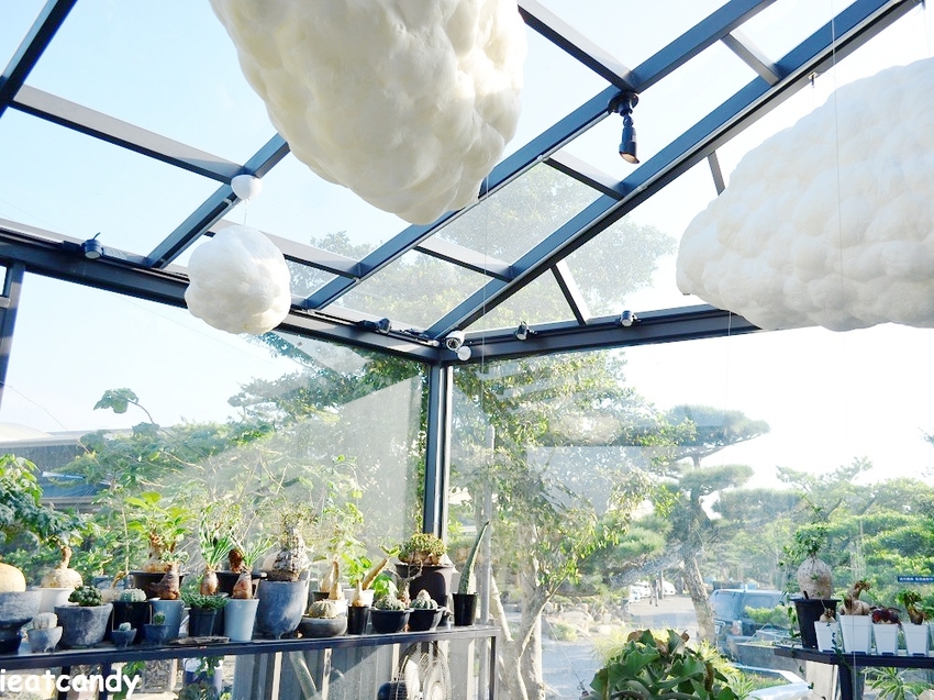 棉花糖雲朵圍繞的多肉植物環境，引進自然光線，享受愜意時光~