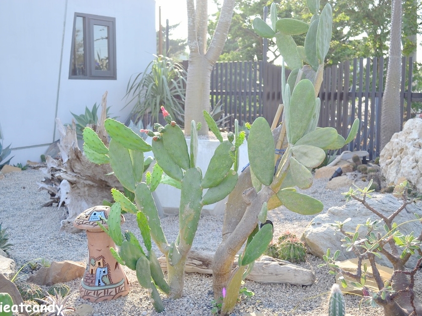 棉花糖雲朵圍繞的多肉植物環境，引進自然光線，享受愜意時光~
