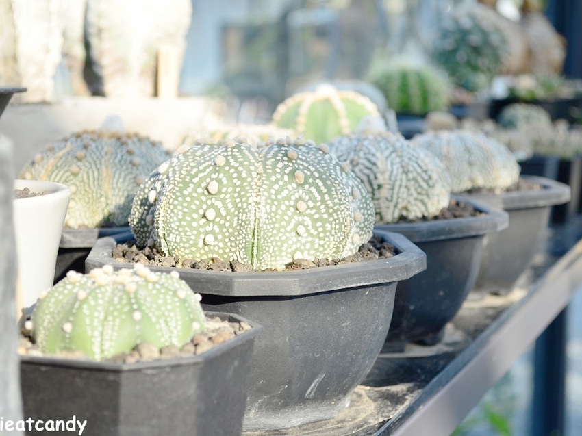 棉花糖雲朵圍繞的多肉植物環境，引進自然光線，享受愜意時光~