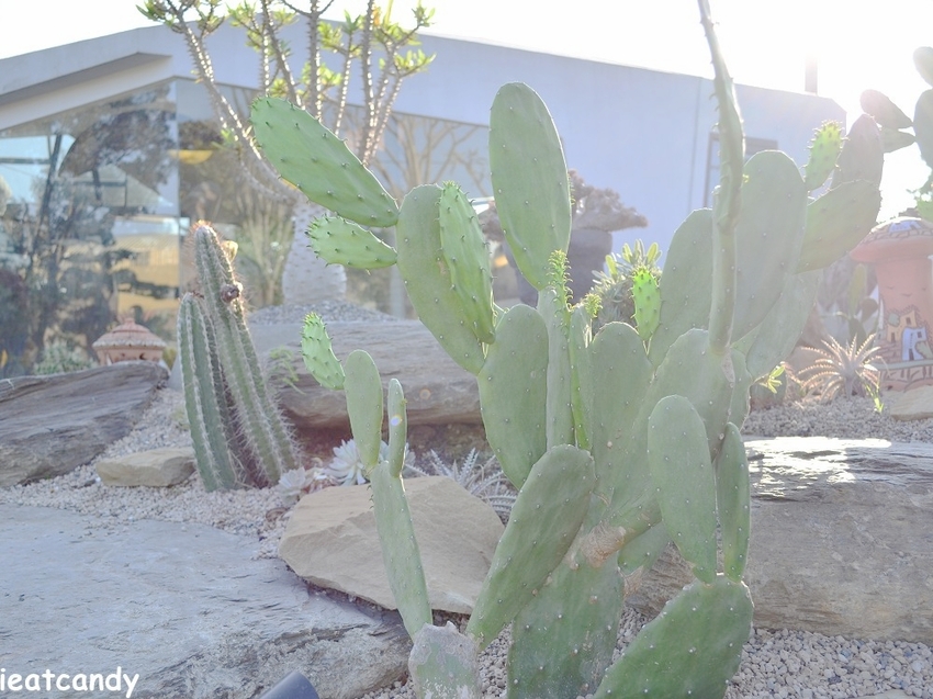 棉花糖雲朵圍繞的多肉植物環境，引進自然光線，享受愜意時光~