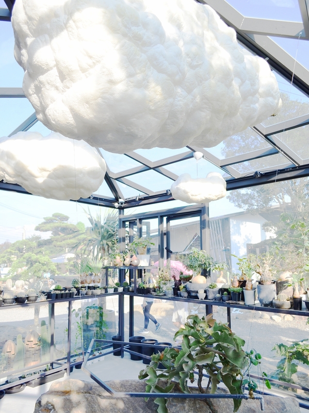 棉花糖雲朵圍繞的多肉植物環境，引進自然光線，享受愜意時光~