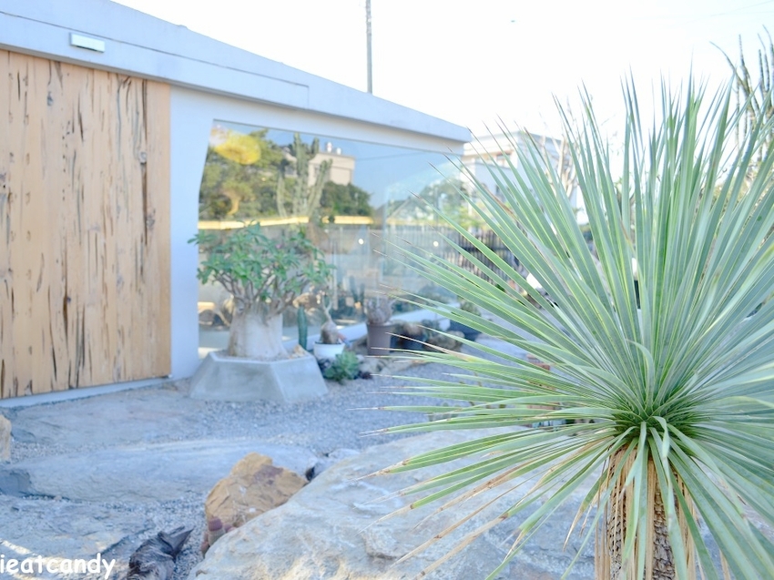 棉花糖雲朵圍繞的多肉植物環境，引進自然光線，享受愜意時光~
