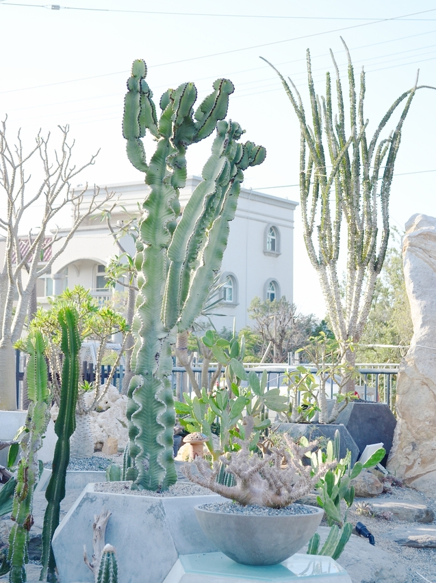 棉花糖雲朵圍繞的多肉植物環境，引進自然光線，享受愜意時光~