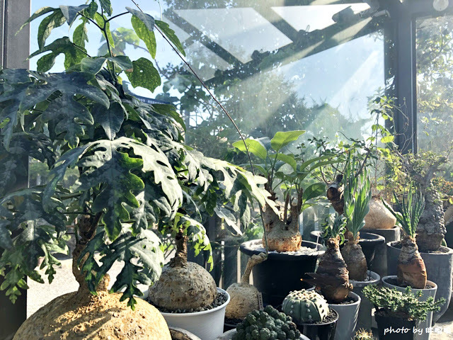 【彰化 田尾】酉 Succulent & Artwork☁☁☁捌程景觀設計內，唯美玻璃屋搭配沙漠造景，超多萌翻天的多肉植物還有雲朵造景，超好拍的小景點，園內販售咖啡，來個悠閒午後約會吧😉