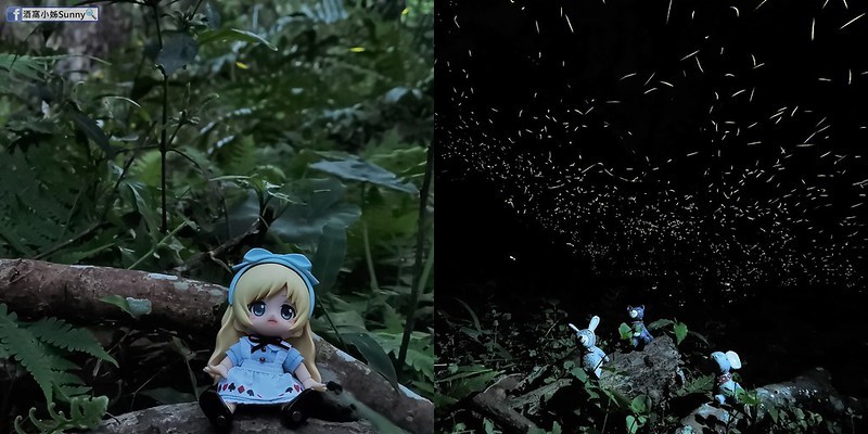 用手機也能拍出螢火蟲之第一次賞螢拍螢就上手