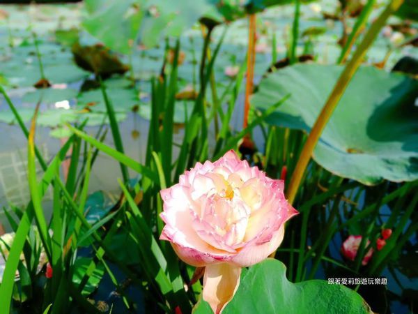 44942130_1931952937098687_4121379316489519104_n