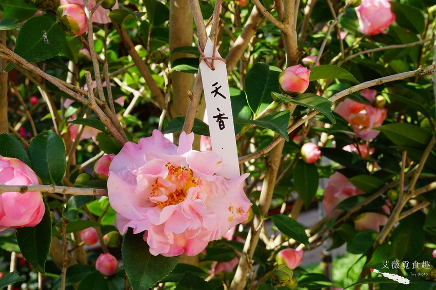 台中花博后里森林園區最強教戰攻略