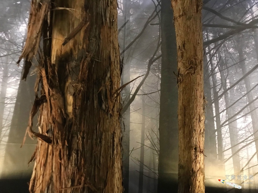 台中花博后里森林園區最強教戰攻略