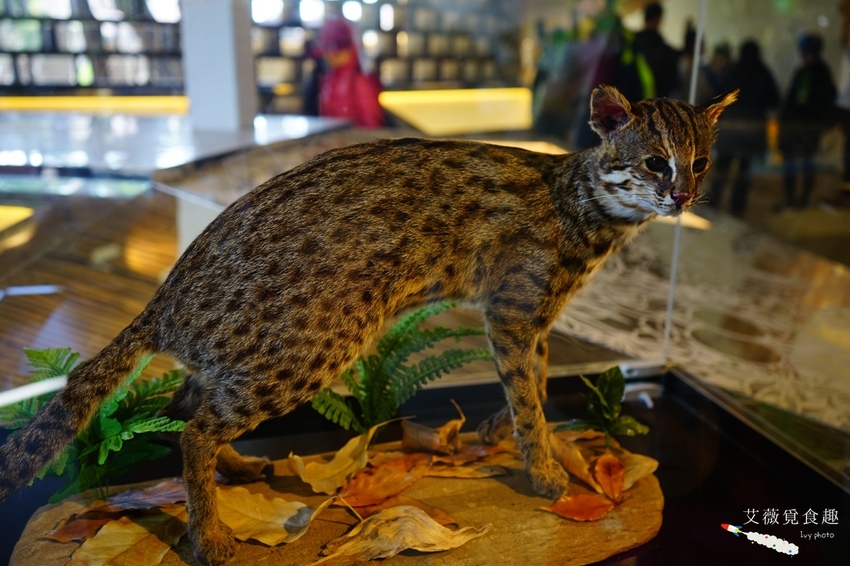 台中花博后里森林園區最強教戰攻略