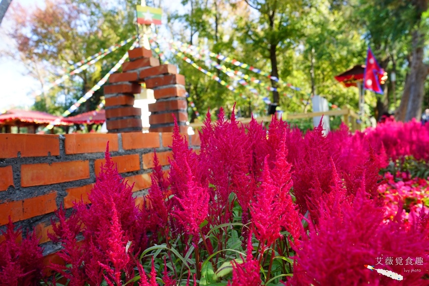 台中花博后里森林園區最強教戰攻略