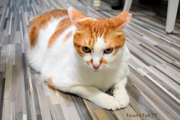 DSC_0860_副本.jpg DSC_0860_副本.jpg