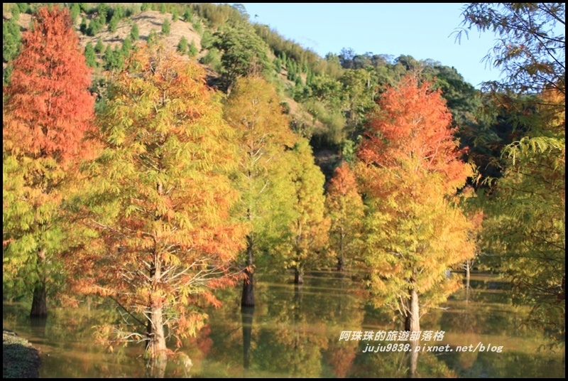 三灣落羽松27.JPG