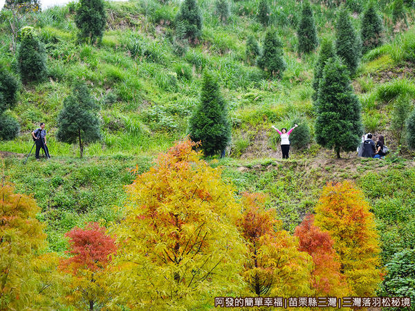 三灣落羽松秘境24-山坡上的老婆.JPG