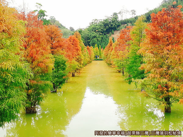 三灣落羽松秘境13-水上的落羽松.jpg