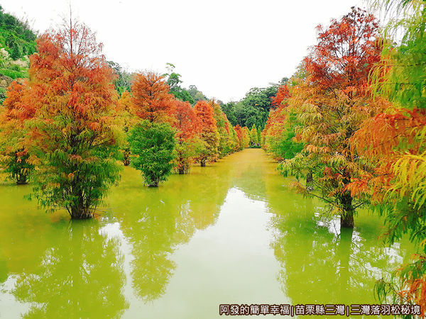 三灣落羽松秘境15-很美麗.jpg