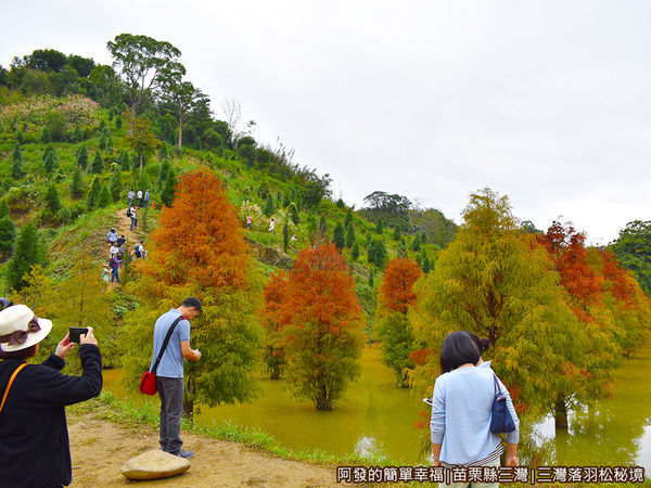 三灣落羽松秘境12-排隊拍照.JPG