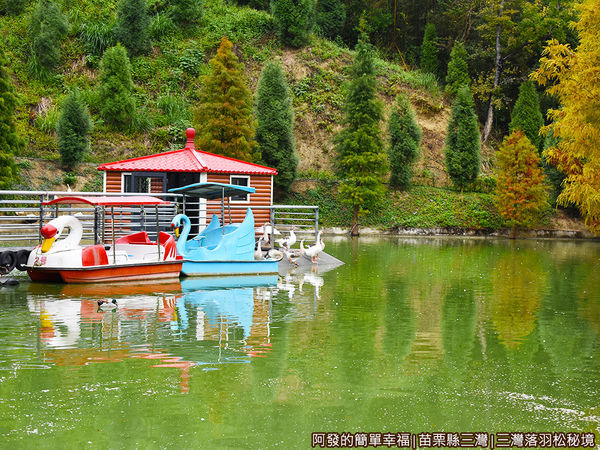 三灣落羽松秘境22-天鵝與天鵝船.JPG