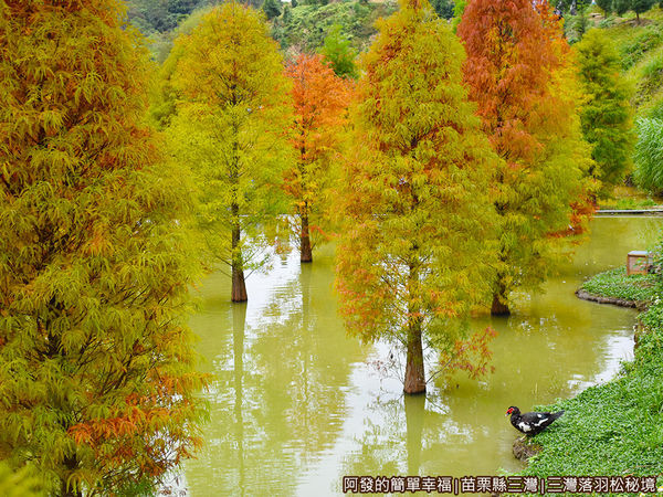 三灣落羽松秘境23-紅番鴨與落羽松.JPG