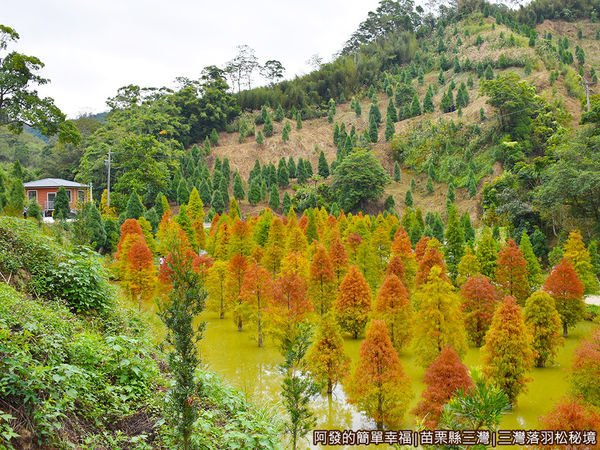 三灣落羽松秘境16-落羽松池.JPG