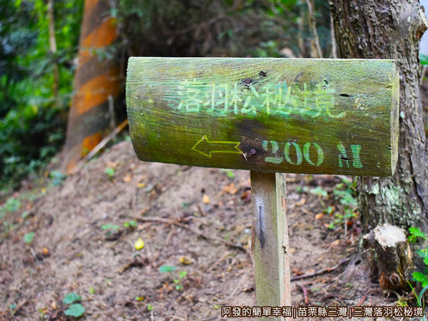 三灣落羽松秘境09-快到了.JPG