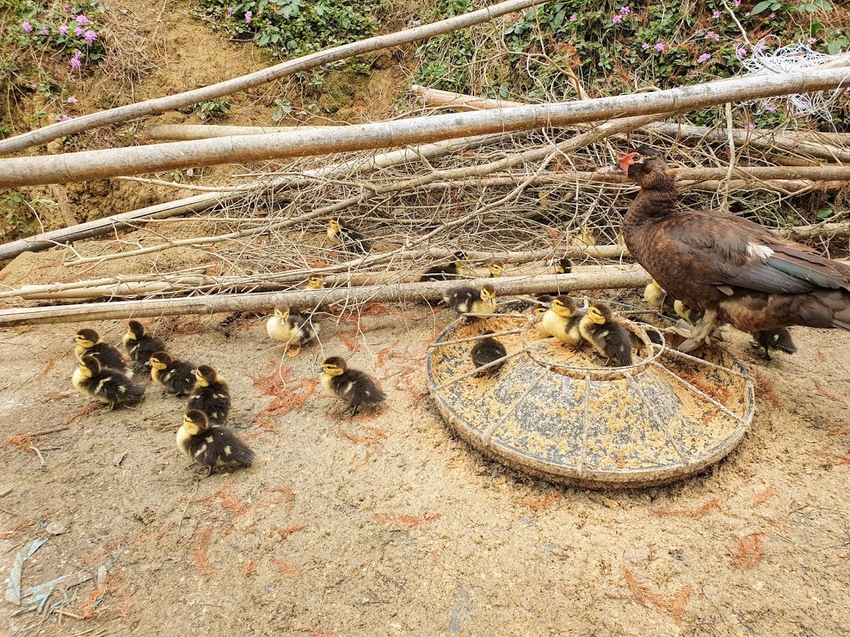 [遊]苗栗 欣賞美麗落羽松 來苗栗就對了 台三線101K 三灣落羽松