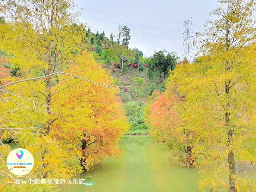 [遊]苗栗 欣賞美麗落羽松 來苗栗就對了 台三線101K 三灣落羽松
